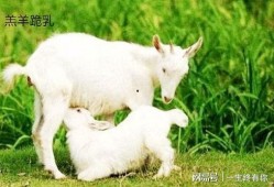 最新吃瓜爆料小羊图片视频,最新图片视频曝光，萌态可掬引网友热议